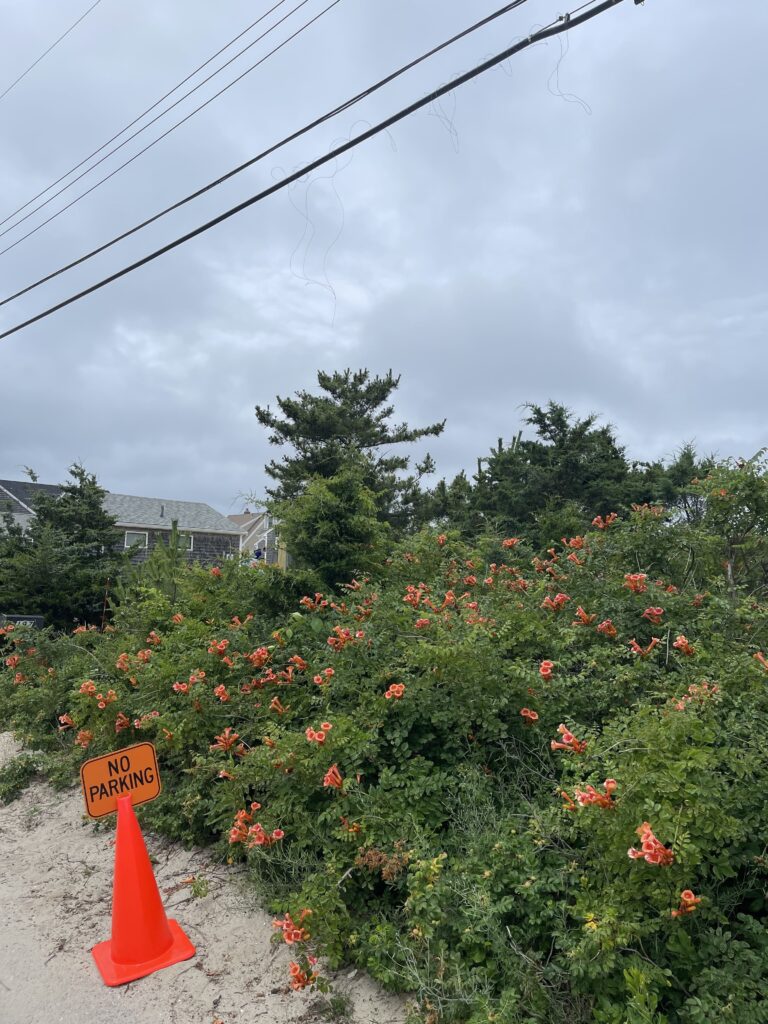 Picture of an orange "no parking" cone, power lines, and a green bush with orange flowers. 