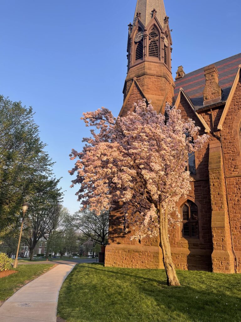 Picture of a tree with pink leaves in front of a brick chapel. 
