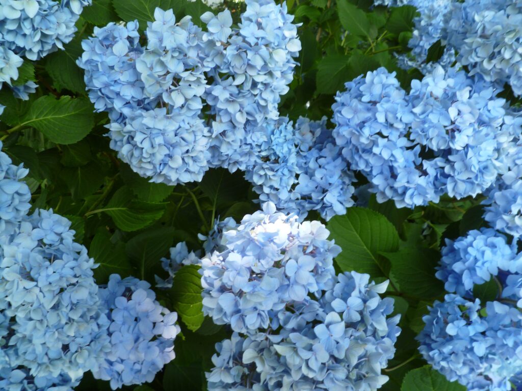 Picture of a blue Hydrangea bush. 