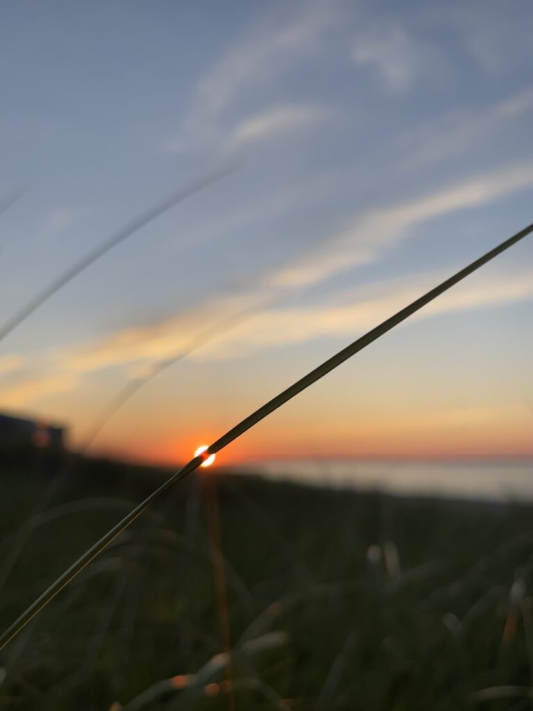 Picture of a blade of grass with the setting sun in the background. 