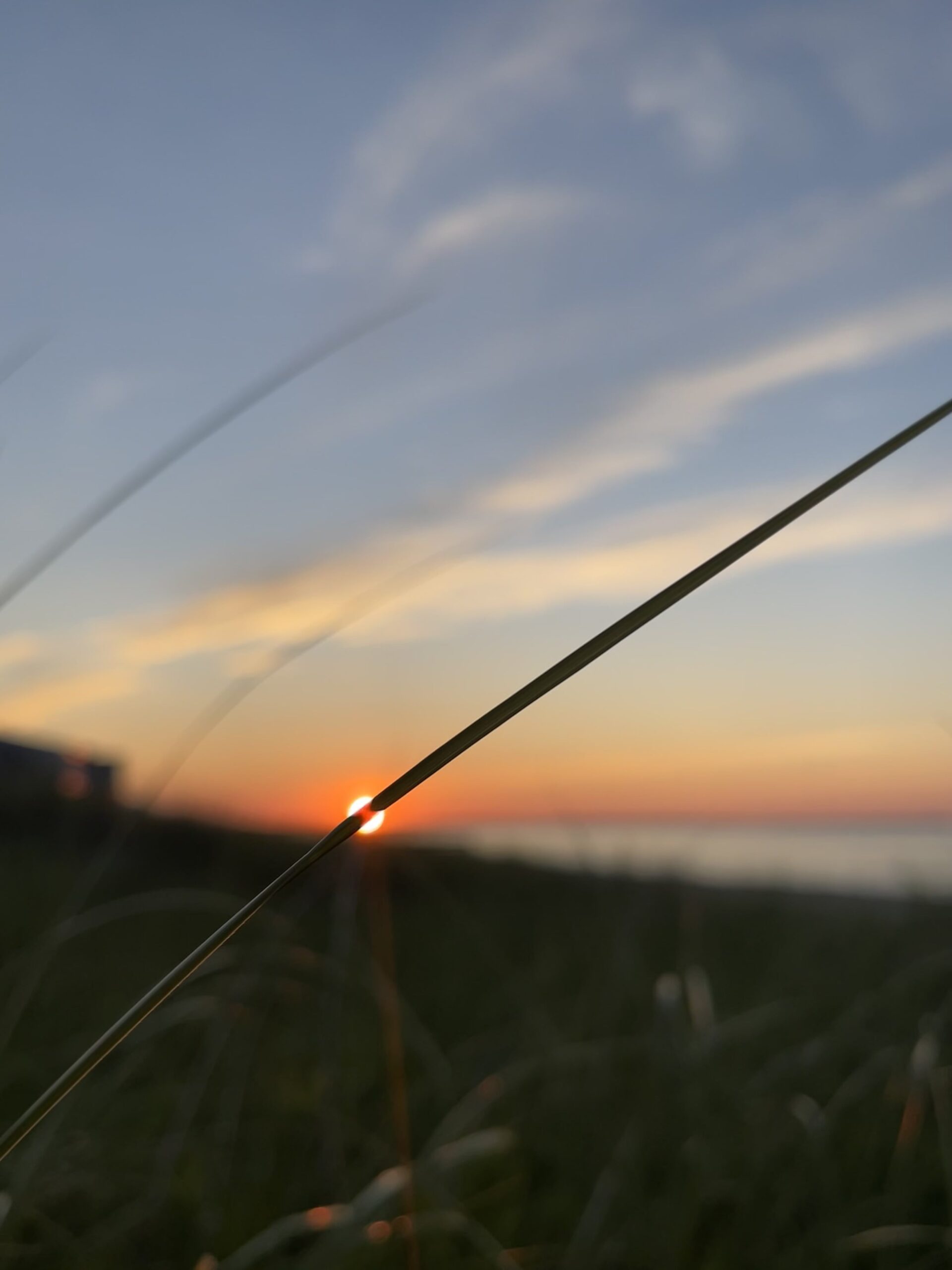 Picture of a blade of grass with the setting sun in the background. 