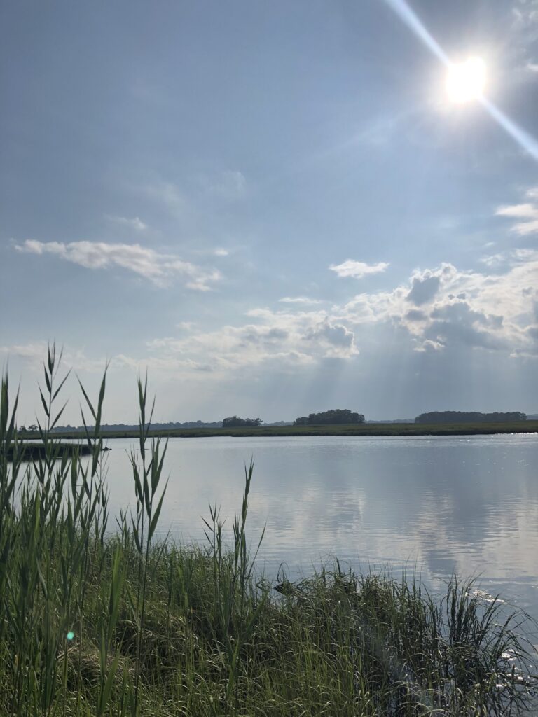 Picture of water with reeds in the left foreground and the sun in the top right corner. 